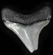 Serrated  Bone Valley Megalodon Tooth #22923-1